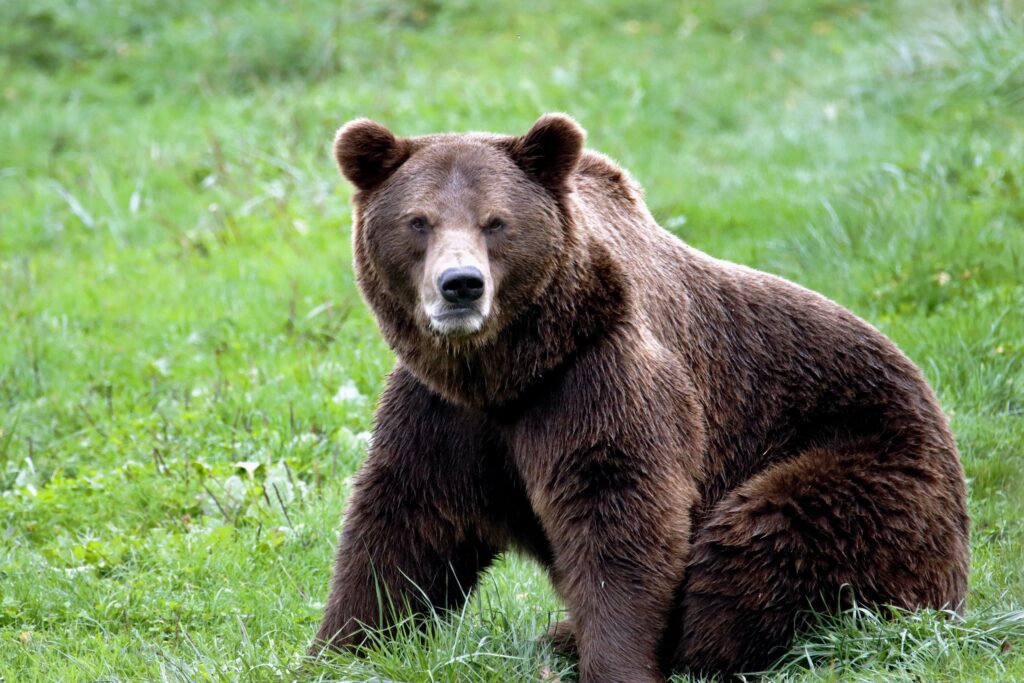 A powerful brown bear sits on lush green grass in a natural setting.