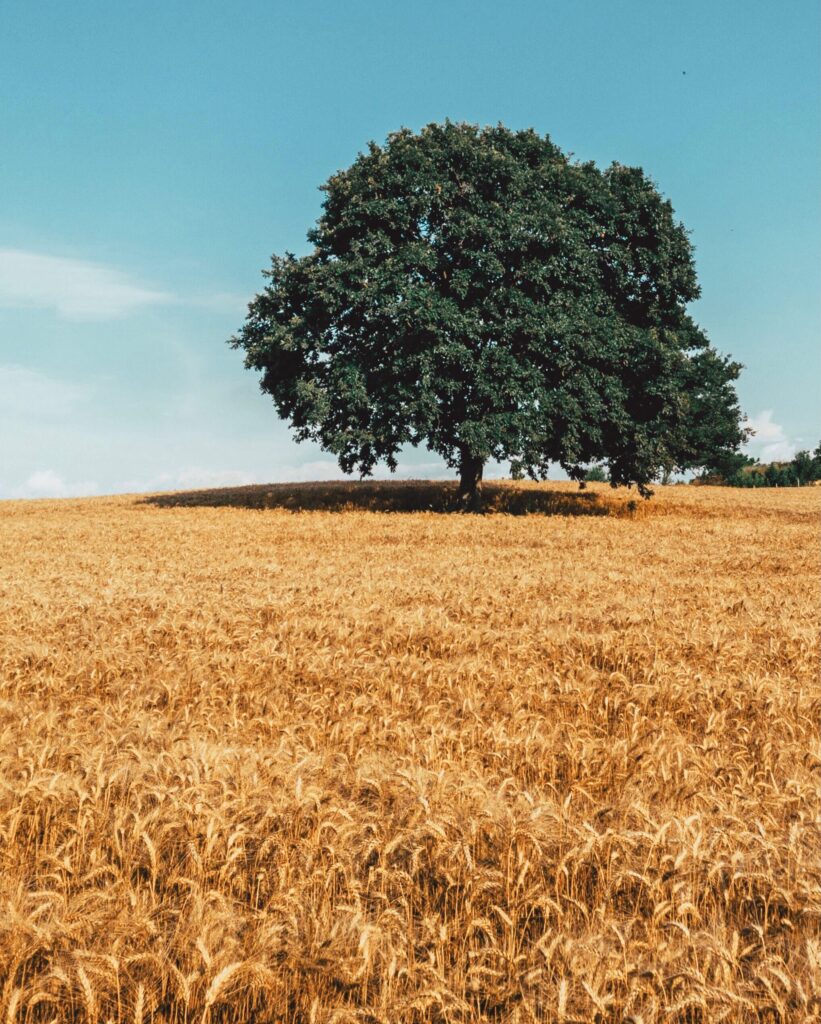 Serene landscape of a solitary tree amidst a vast wheat field with a clear blue sky.