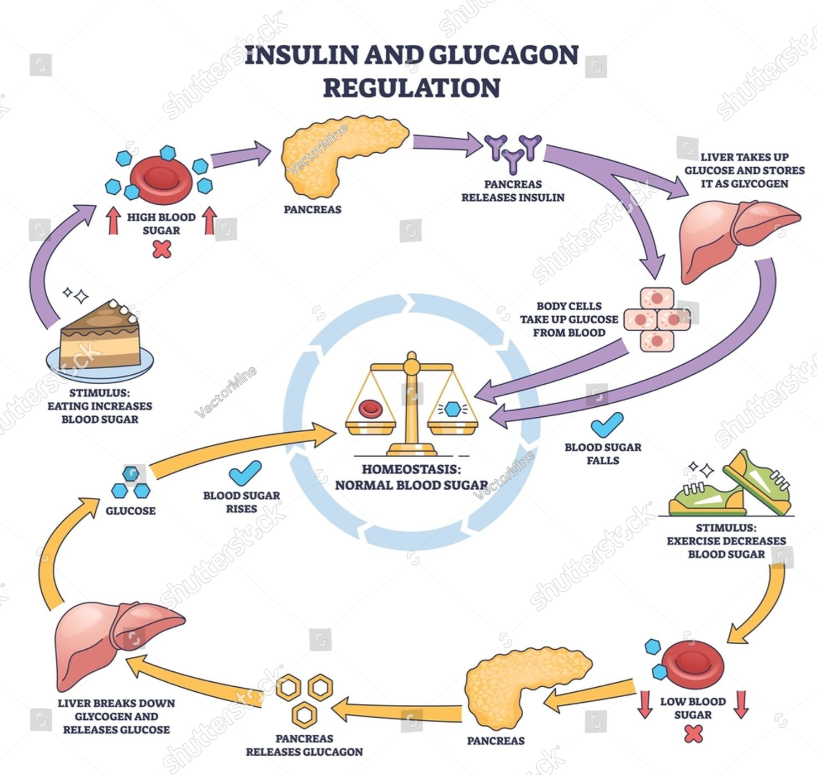 Insulin